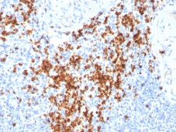 Biotium&nbsp;Granzyme B (NK/T-Cell Lymphoma Marker)(GZMB/3014), CF405S conjugate, 0.1mg/mL
