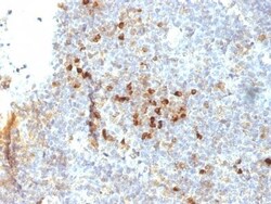 Biotium&nbsp;MHC II (HLA-DRA)(19-26.1), CF405S conjugate, 0.1mg/mL