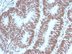 Biotium&nbsp;PAX2 (Renal Cell & Ovarian Carcinoma Marker) (PAX2/1104), 0.2mg/mL