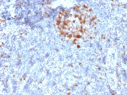 Biotium&nbsp;Cdk1 / p34cdc2 Serine-Threonine Kinase(A17.1.1), 0.2mg/mL