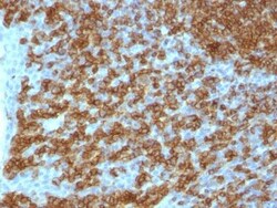 Biotium&nbsp;CD45RA(PTPRC/1148), 0.2mg/mL