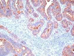 Biotium&nbsp;CD66, pan (CEA)(Cocktail), CF594 conjugate, 0.1mg/mL