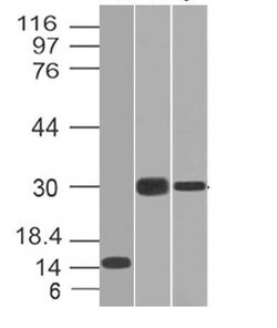 Biotium&nbsp;CELA3B(CELA3B/1218), 0.2mg/mL