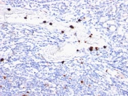 Biotium&nbsp;Myeloid-Associated Differentiation Marker(MYADM/972), CF740 conjugate, 0.1mg/mL