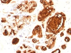 Biotium&nbsp;MUC1 / EMA / CD227 (Epithelial Marker) (rMUC1/960),  CF740 conjugate, 0.1mg/mL