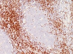 Biotium&nbsp;CD6(C6/372 + 3F7B5), CF488A conjugate, 0.1mg/mL