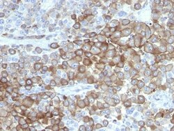 Biotium&nbsp;Melanoma Marker(PNL2), CF740 conjugate, 0.1mg/mL