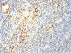 Biotium&nbsp;TGF-beta(1D11.16.8), CF740 conjugate, 0.1mg/mL
