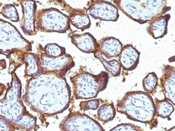 Biotium&nbsp;EGFR(31G7), CF594 conjugate, 0.1mg/mL