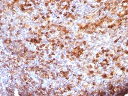 Biotium&nbsp;Human IgG Immunoglobulin(B33/20), CF740 conjugate, 0.1mg/mL