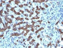 Biotium&nbsp;Hepatocyte Specific(CPS1/1022), CF640R conjugate, 0.1mg/mL