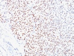Biotium&nbsp;MiTF (Microphthalmia Transcription Factor)(C5/D5), CF740 conjugate, 0.1mg/mL