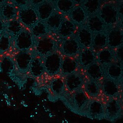 Biotium&nbsp;Eosinophil Peroxidase(AHE-1), CF640R conjugate, 0.1mg/mL