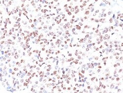 Biotium&nbsp;MiTF (Microphthalmia Transcription Factor)(MITF/915), CF740 conjugate, 0.1mg/mL