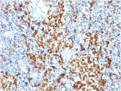 Biotium&nbsp;CD163 (Monocyte & Macrophage Marker) (M130/1210), CF640R conjugate, 0.1mg/mL
