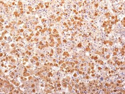 Biotium&nbsp;ACTH (Adrenocorticotrophic Hormone)(AH26 + 57), CF405S conjugate, 0.1mg/mL