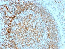 Biotium&nbsp;CD70(TNFS7/1026), CF514 conjugate, 0.1mg/mL
