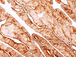 Biotium&nbsp;Cytokeratin 5/8(C-50), CF740 conjugate, 0.1mg/mL