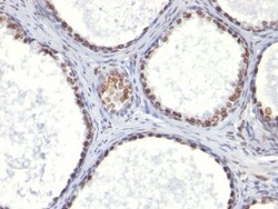 Biotium&nbsp;CD41a(ITGA2B/1036), CF740 conjugate, 0.1mg/mL