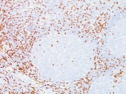 Biotium&nbsp;CD7(T3-3A1), CF740 conjugate, 0.1mg/mL