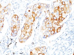 Biotium&nbsp;Cytokeratin 7/17(C-46),  CF740 conjugate, 0.1mg/mL