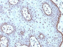 Biotium&nbsp;c-Myc(MYC909), CF740 conjugate, 0.1mg/mL