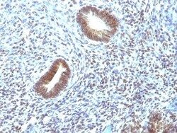 Biotium&nbsp;CD46(197-2B1), CF740 conjugate, 0.1mg/mL