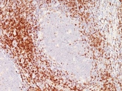 Biotium&nbsp;CD6(C6/372 + 3F7B5), CF647 conjugate, 0.1mg/mL