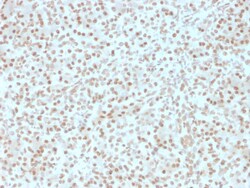 Biotium&nbsp;AKT1 (Prognostic Marker for Neuroendocrine Tumors)(AKT1/2491), CF488A conjugate, 0.1mg/mL