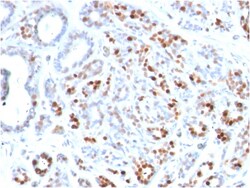 Biotium&nbsp;GATA-3 (Breast and Urothelial Marker)(GATA3/2444), CF488A conjugate, 0.1mg/mL