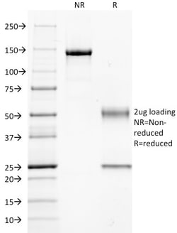 Biotium&nbsp;Guanine nucleotide-binding protein alpha-q / GNAQ / G-ALPHA-q(GNAQ/2434), 0.2mg/mL