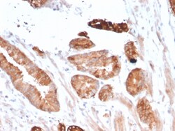 Biotium&nbsp;Flt3 / CD135(FLT3/2458), 0.2mg/mL