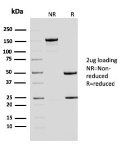 Biotium&nbsp;ERCC1 / RAD10 (Tumor Progression Marker)(ERCC1/2683), CF740 conjugate, 0.1mg/mL