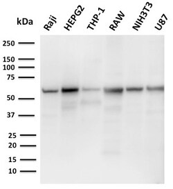 Biotium&nbsp;PD-L2 / PDCD1LG2 / CD273(PDL2/2676), CF594 conjugate, 0.1mg/mL