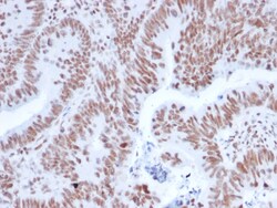 Biotium&nbsp;NRF1(NRF1/2608), CF568 conjugate, 0.1mg/mL
