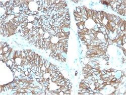 Biotium&nbsp;Cadherin 17 / LI Cadherin (Liver-Intestine Marker)(CDH17/2616), CF488A conjugate, 0.1mg/mL