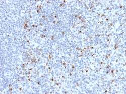 Biotium&nbsp;Perforin-1 (Pore Forming Protein) (Apoptosis Marker)(PRF1/2470), Biotin conjugate, 0.1mg/mL