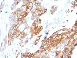 Biotium&nbsp;Heregulin-1 / Neuregulin-1 (Breast and Urothelial Marker)(NRG1/2710), Biotin conjugate, 0.1mg/mL