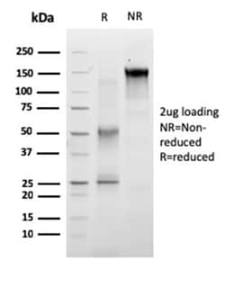 Biotium&nbsp;RET Proto-oncogene(RET/2663), 1mg/mL