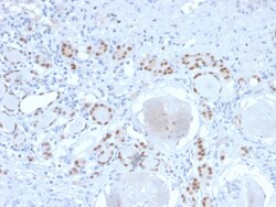 Biotium&nbsp;PAX8 (Renal Cell Marker)(PAX8/2774R), 0.2mg/mL
