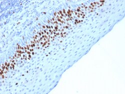 Biotium&nbsp;Ki-67 (Proliferating Cell Marker)(MKI67/2463), CF568 conjugate, 0.1mg/mL