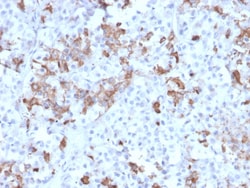 Biotium&nbsp;Prolactin (Pituitary Tumor Marker)(PRL/2642), 0.2mg/mL