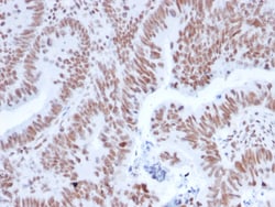 Biotium&nbsp;NRF1(NRF1/2608), 0.2mg/mL
