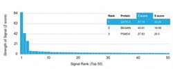 Biotium&nbsp;GATA-3 (Breast and Urothelial Marker)(GATA3/2688), CF594 conjugate, 0.1mg/mL