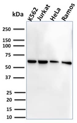 Biotium&nbsp;CD127 / IL7R (Marker of T-Reg Cells)(IL7R/2751), CF594 conjugate, 0.1mg/mL