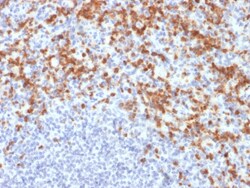 Biotium&nbsp;MMP9 (Matrix Metalloproteinase 9)(MMP9/2477), CF568 conjugate, 0.1mg/mL
