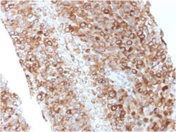 Biotium&nbsp;CD63 (Late Endosomes Marker)(LAMP3/2881), CF568 conjugate, 0.1mg/mL