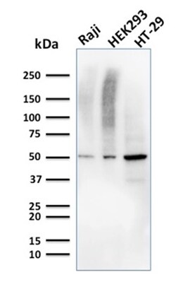 Biotium&nbsp;MMP3 (Marker of Metastasis and Rheumatoid Arthritis)(MMP3/2655), Biotin conjugate, 0.1mg/mL