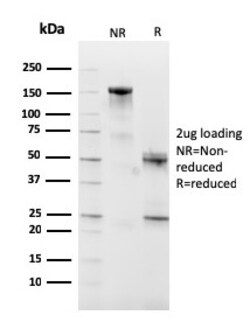 Biotium&nbsp;CD10 (Membrane Metalloendopeptidase)(MME/2590), CF488A conjugate, 0.1mg/mL