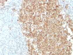 Biotium&nbsp;CDw75 (B-Cell Marker)(ZB55), 1mg/mL
